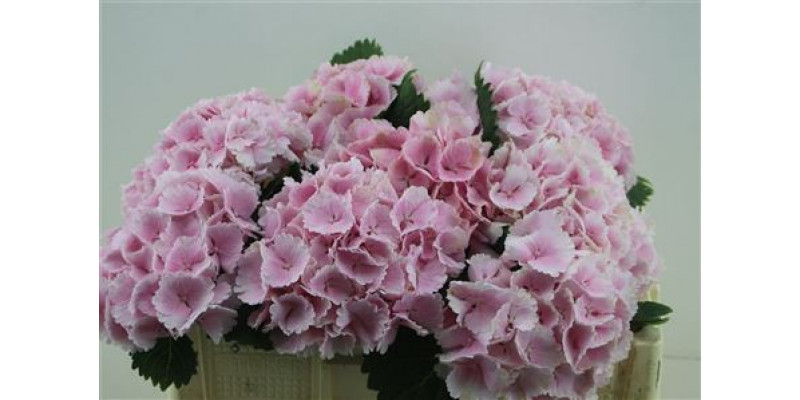 Hydrangea M Lolly Pop Pi 50-16 50cm A1