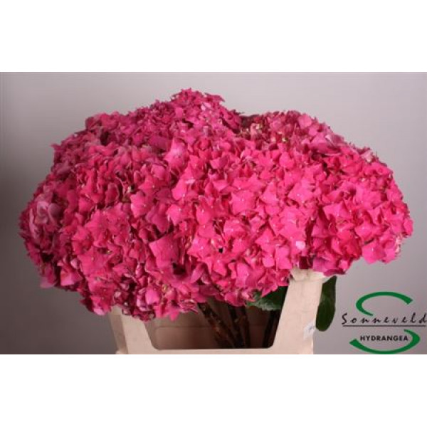 Hydrangea M Rodeo Rood 75 75cm A1 Col-Cerise