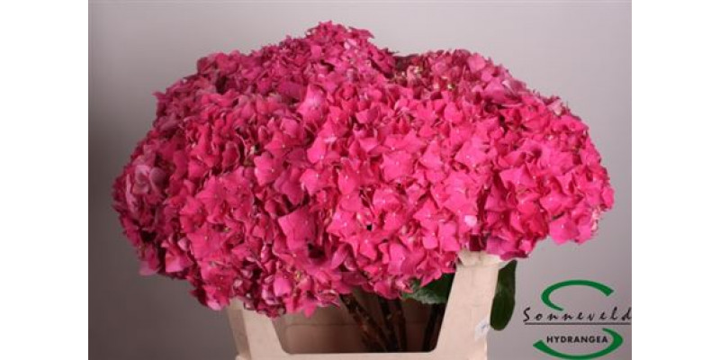 Hydrangea M Rodeo Rood 75 75cm A1 Col-Cerise