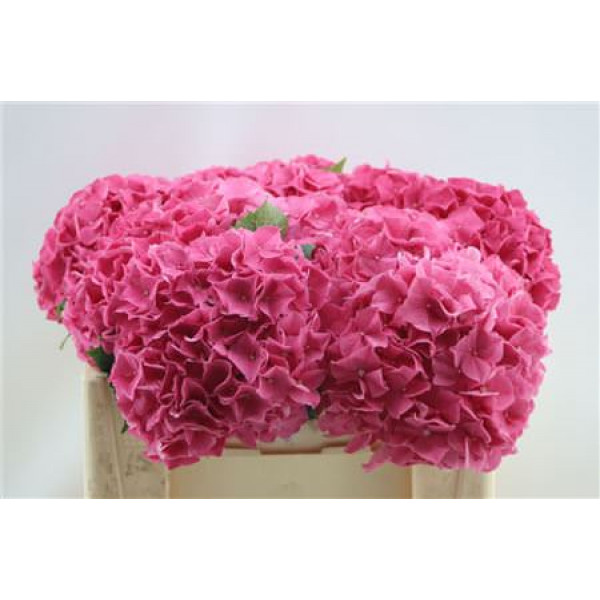 Hydrangea M Rodeo Red 50cm 50cm A1