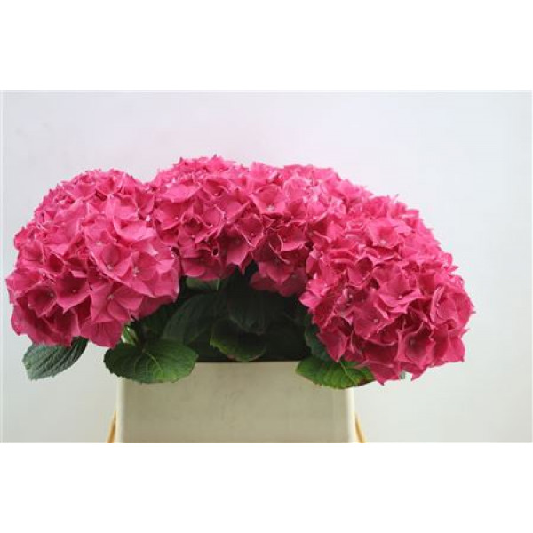 Hydrangea M Rodeo Red 80cm 80cm A1