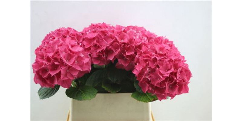 Hydrangea M Rodeo Red 80cm 80cm A1