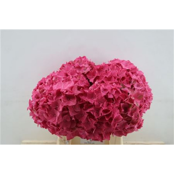 Hydrangea M Rodeo Red 40cm 40cm A1