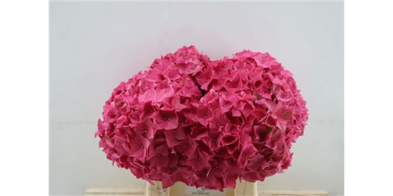 Hydrangea M Rodeo Red 40cm 40cm A1