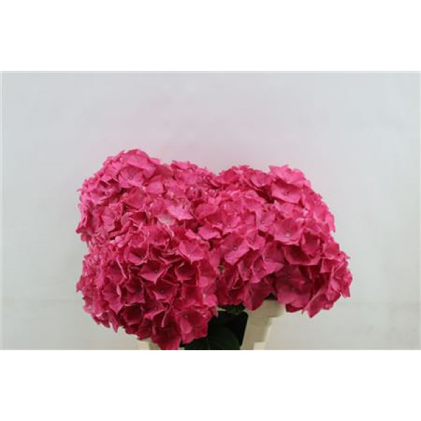 Hydrangea M Rodeo Red 60cm 60cm A1