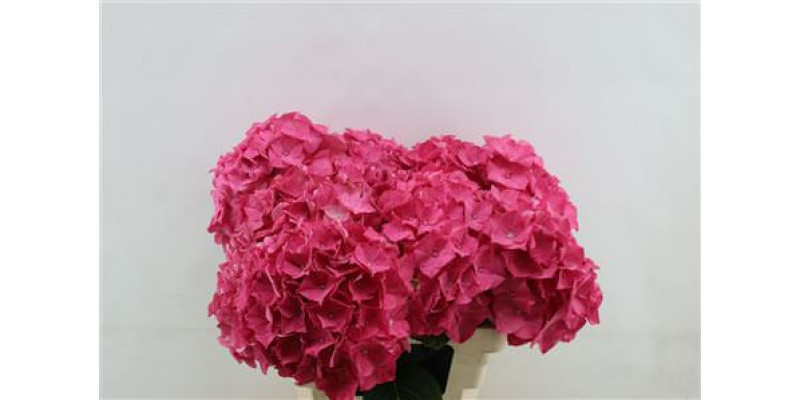 Hydrangea M Rodeo Red 60cm 60cm A1