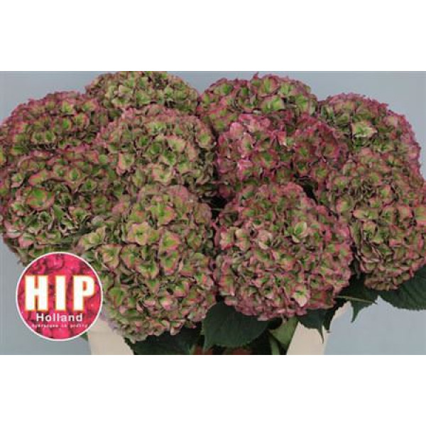 Hydrangea M Rodeo Cl A1 Col-Bicolor