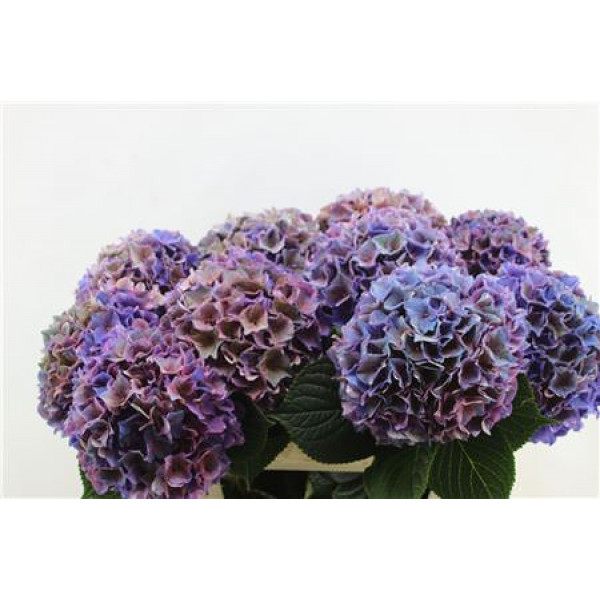 Hydrangea M Rodeo Cl 80-20 80cm A1