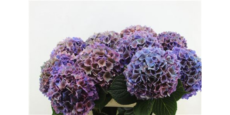 Hydrangea M Rodeo Cl 80-20 80cm A1