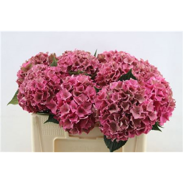 Hydrangea M Rodeo Cl 50-18 50cm A1