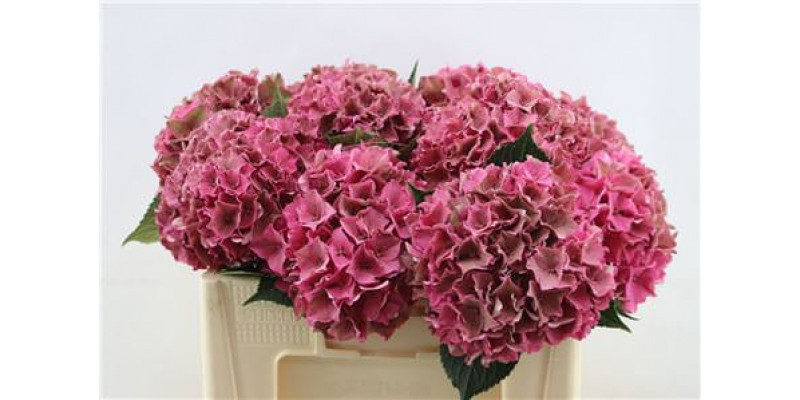 Hydrangea M Rodeo Cl 50-18 50cm A1