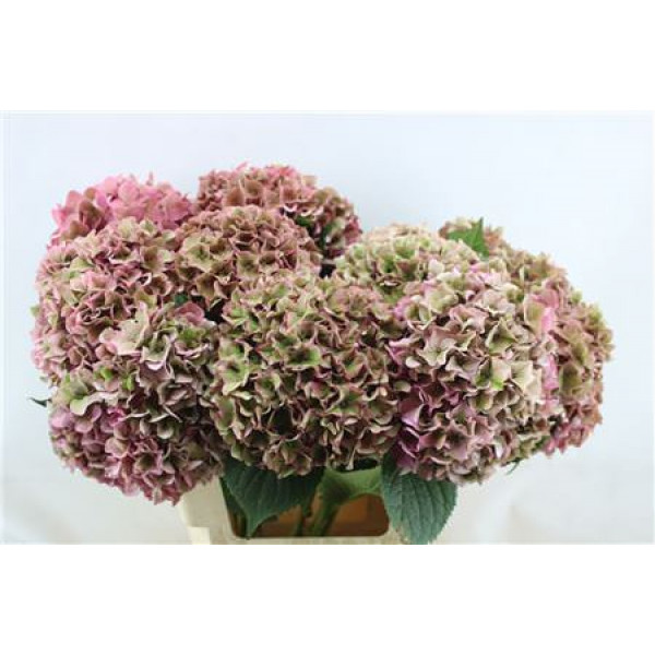 Hydrangea M Rodeo Cl Pi 60-21 60cm A1