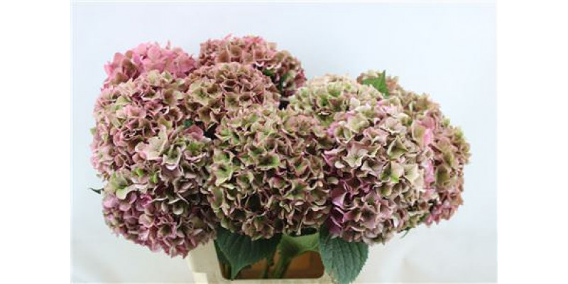 Hydrangea M Rodeo Cl Pi 60-21 60cm A1