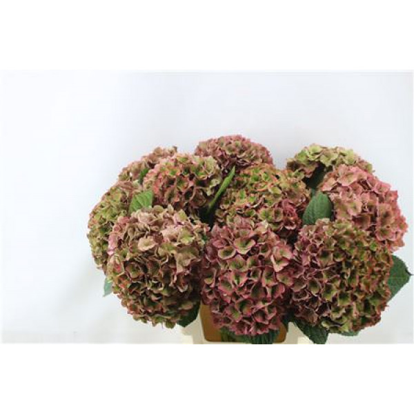 Hydrangea M Rodeo Cl Pink 60-20 60cm A1