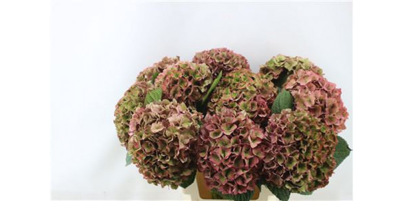 Hydrangea M Rodeo Cl Pink 60-20 60cm A1