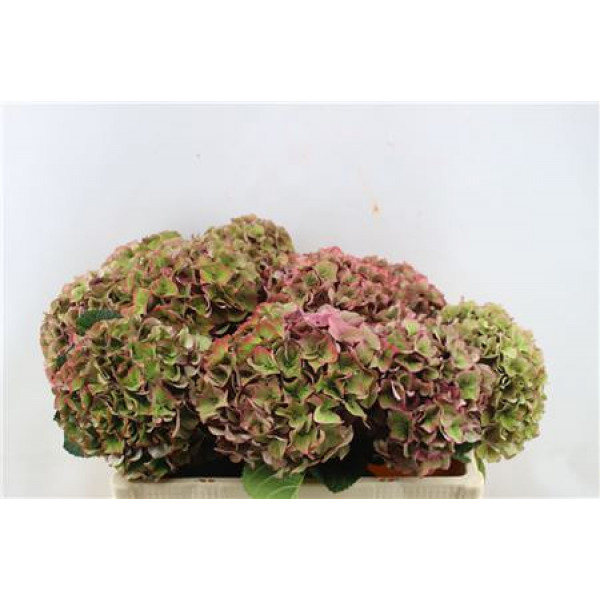 Hydrangea M Rodeo Cl Pink 50-19 50cm A1