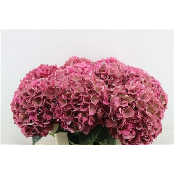 Hydrangea M Rodeo Cl 60-22 60cm A1