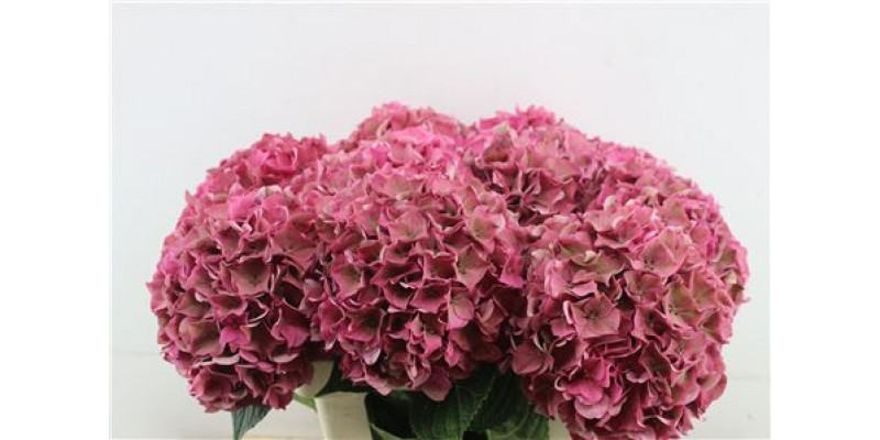 Hydrangea M Rodeo Cl 60-22 60cm A1