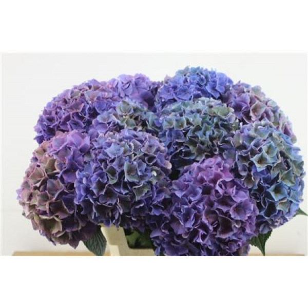 Hydrangea M Rodeo Cl Pu 60-21 60cm A1