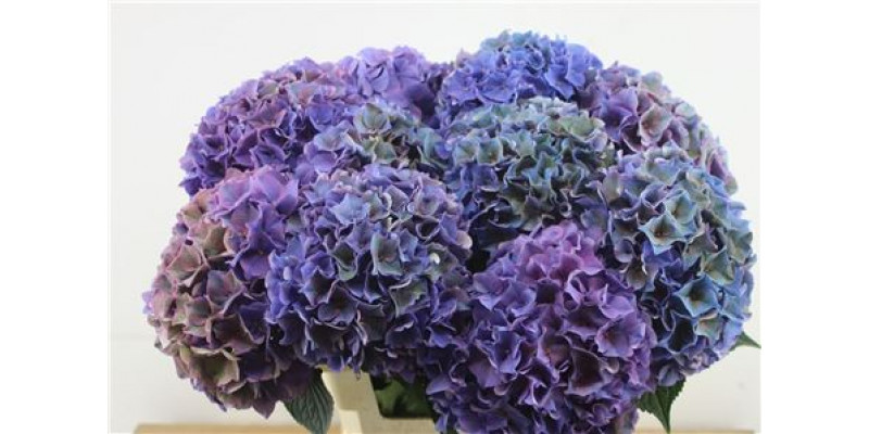 Hydrangea M Rodeo Cl Pu 60-21 60cm A1