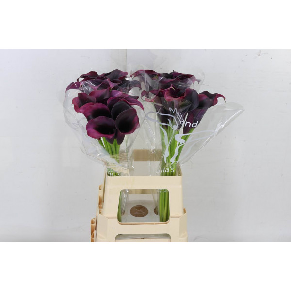 Zanthedeschias (Calla Lilly) Rudolph 65cm A1 Col-Purple