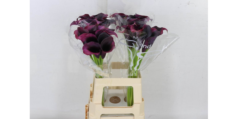 Zanthedeschias (Calla Lilly) Rudolph 65cm A1 Col-Purple