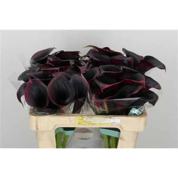 Zanthedeschias (Calla Lilly) Rudolph 50cm A1