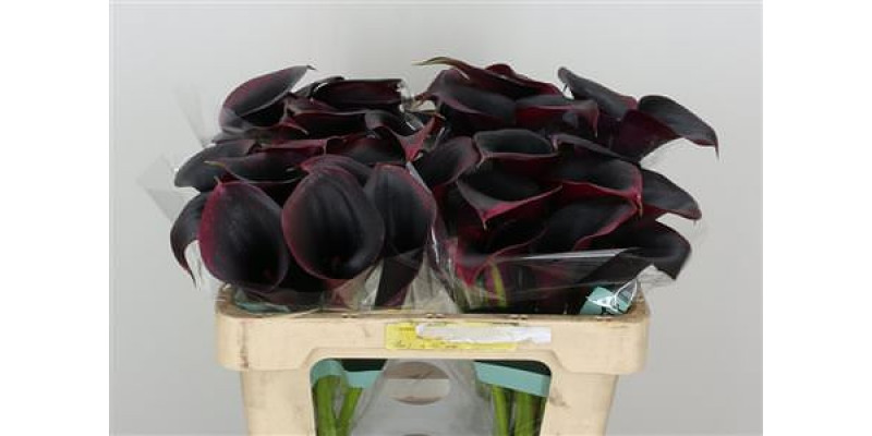 Zanthedeschias (Calla Lilly) Rudolph 50cm A1