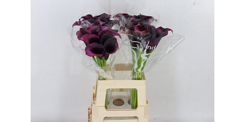 Zanthedeschias (Calla Lilly) Rudolph 65cm A1