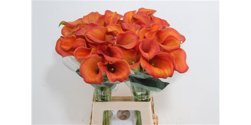 Zanthedeschias (Calla Lilly) Callista 65cm A1