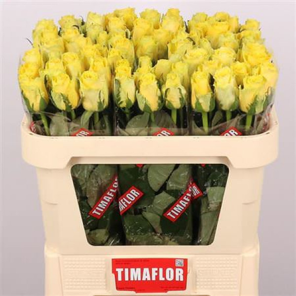 Rose Gr Good Times 70cm A1 Col-Yellow