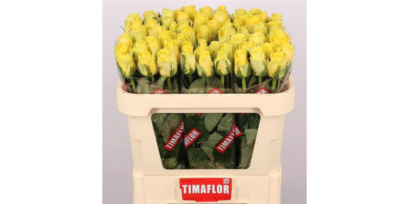 Rose Gr Good Times 70cm A1 Col-Yellow