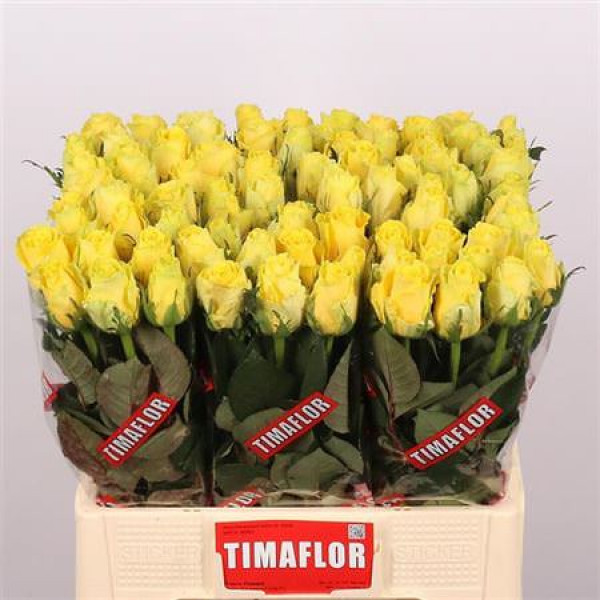 Rose Gr Good Times 60cm A1 Col-Yellow