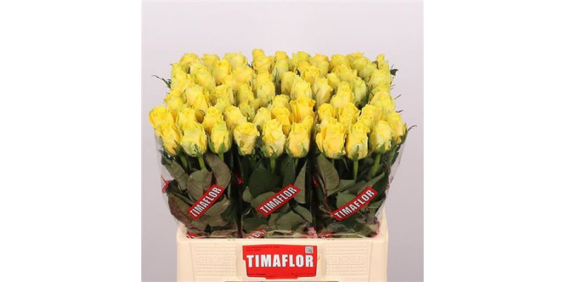 Rose Gr Good Times 60cm A1 Col-Yellow