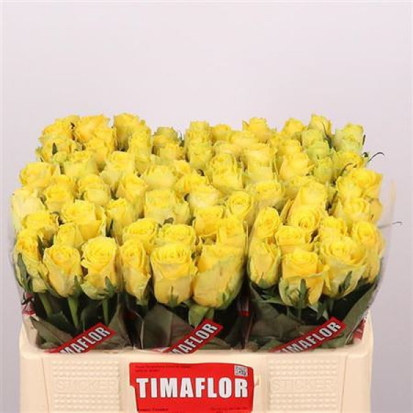 Rose Gr Good Times 50cm A1 Col-Yellow