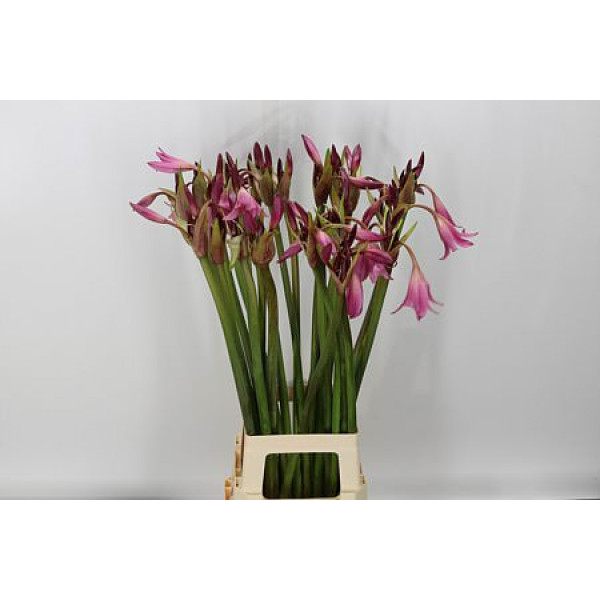 Crinum Powelii 80cm A1