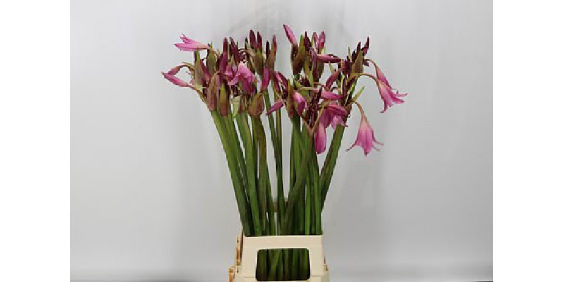 Crinum Powelii 80cm A1