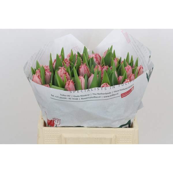 Tulips Freesias Santander 38cm A1 Col-Pink