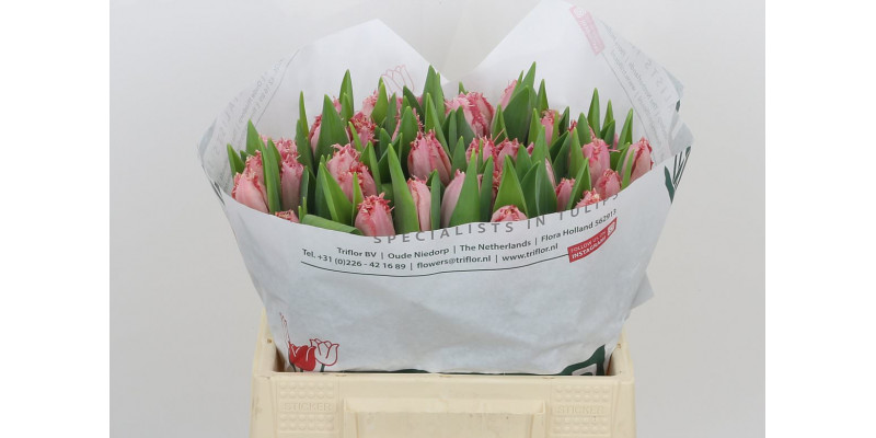 Tulips Freesias Santander 38cm A1 Col-Pink