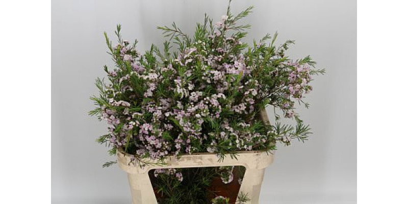 Chame Danc Queen 80 cm A1