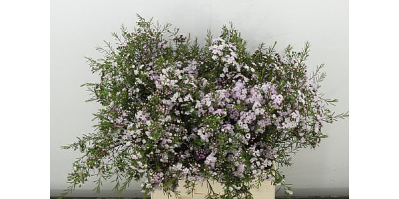 Chame Danc Queen 70 cm A1