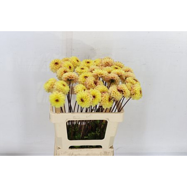 Dahlia Dec Yellow Jil 55cm A1