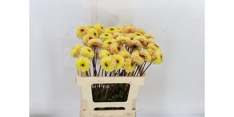 Dahlia Dec Yellow Jil 55cm A1