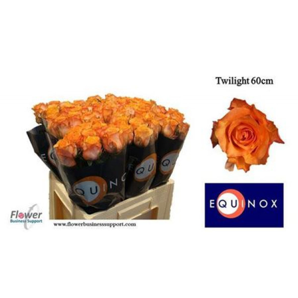 Rose Gr Twilight 60cm A1