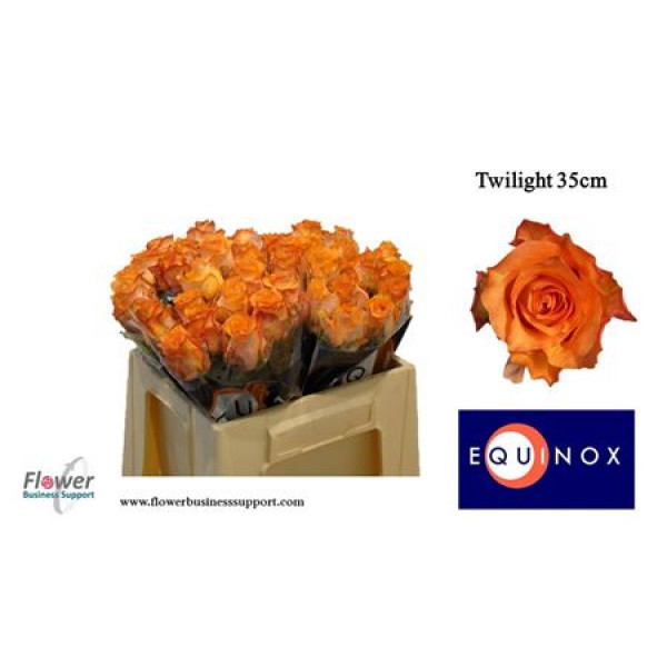 Rose Gr Twilight 50cm A1 Col-Orange