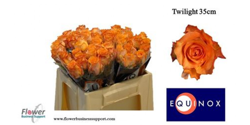 Rose Gr Twilight 50cm A1 Col-Orange