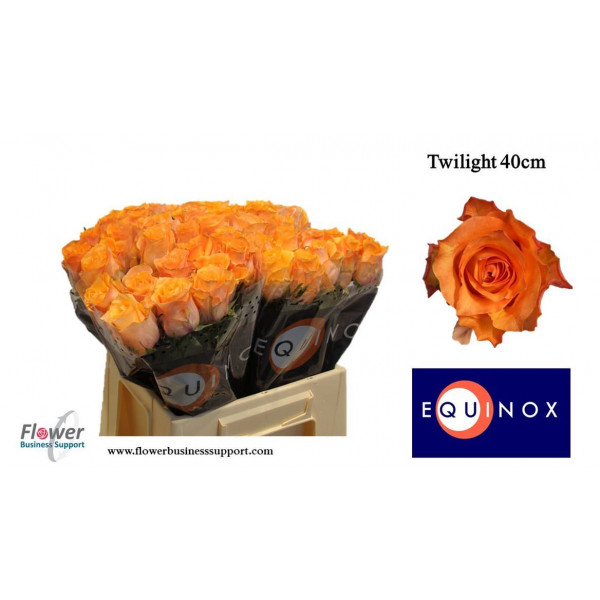 Rose Gr Twilight 40cm A1 Col-Orange