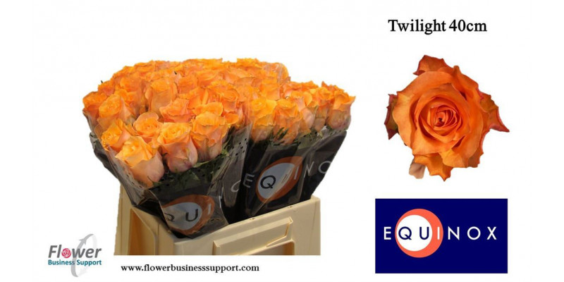 Rose Gr Twilight 40cm A1 Col-Orange