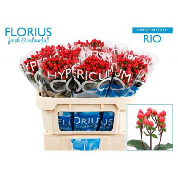 Hypericum Coco Rio 70cm  Col-Red