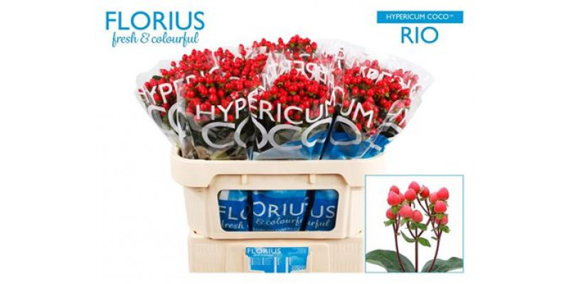 Hypericum Coco Rio 70cm  Col-Red